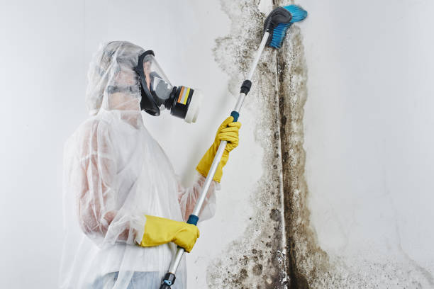 Best Mold Removal for HVAC Installations  in Bradford, TN